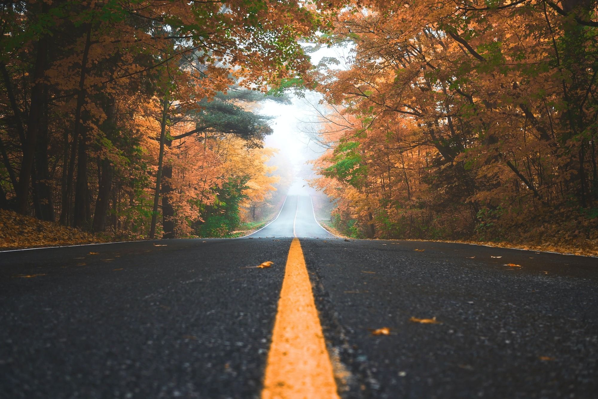 gray concrete road between brown and green leaf trees at daytime